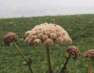 肽Ֆ̉