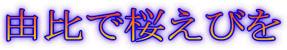 由比で桜えびを