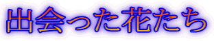 出会った花たち